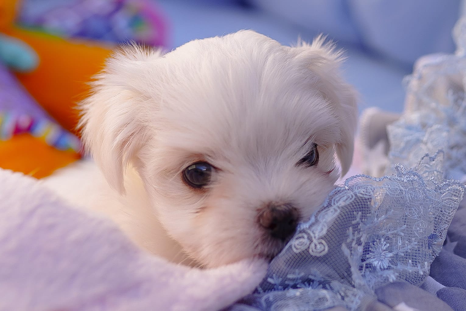 We have puppies!