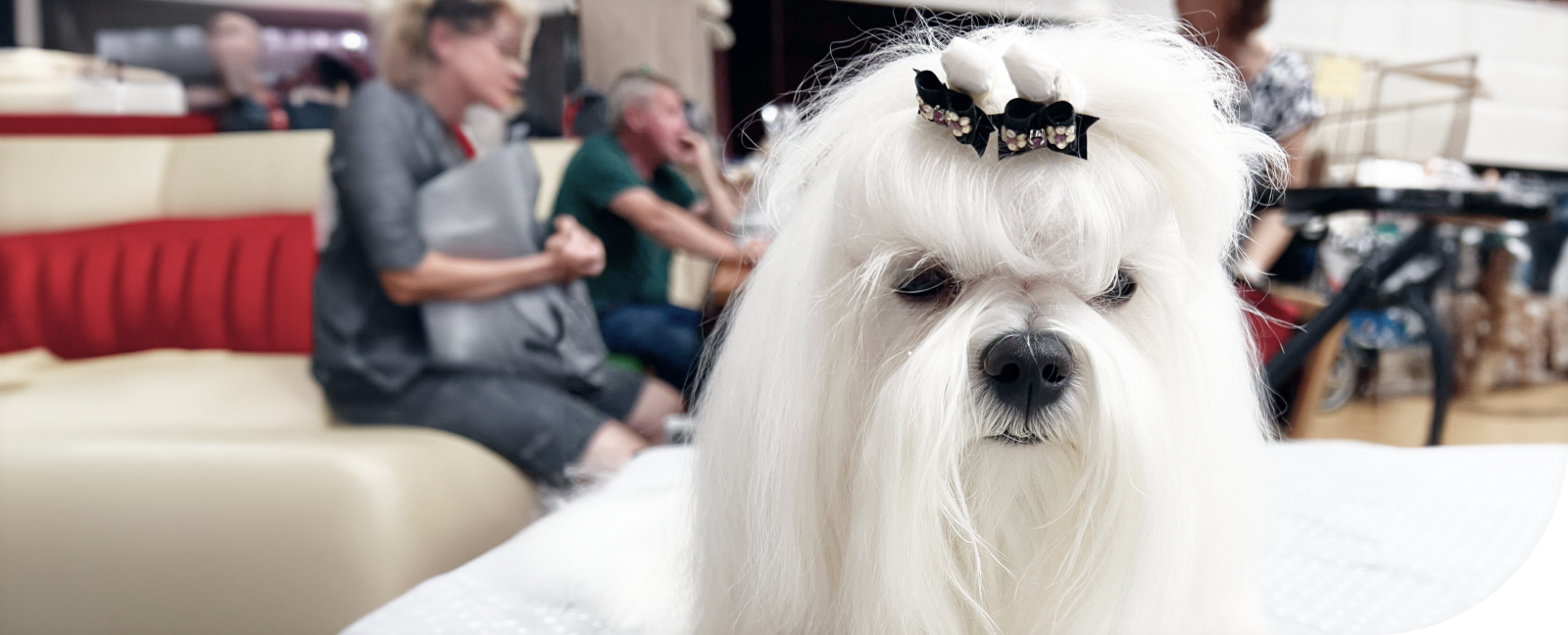 The magical world of dog topknot bows