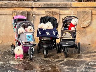 Maltí výlet do Lidic.