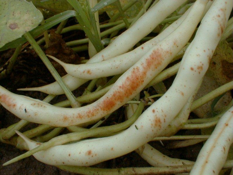 Antraknóza hrachu a fazolu