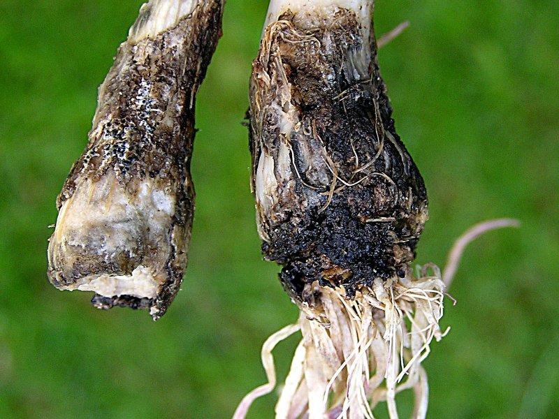 Bílá hniloba cibule