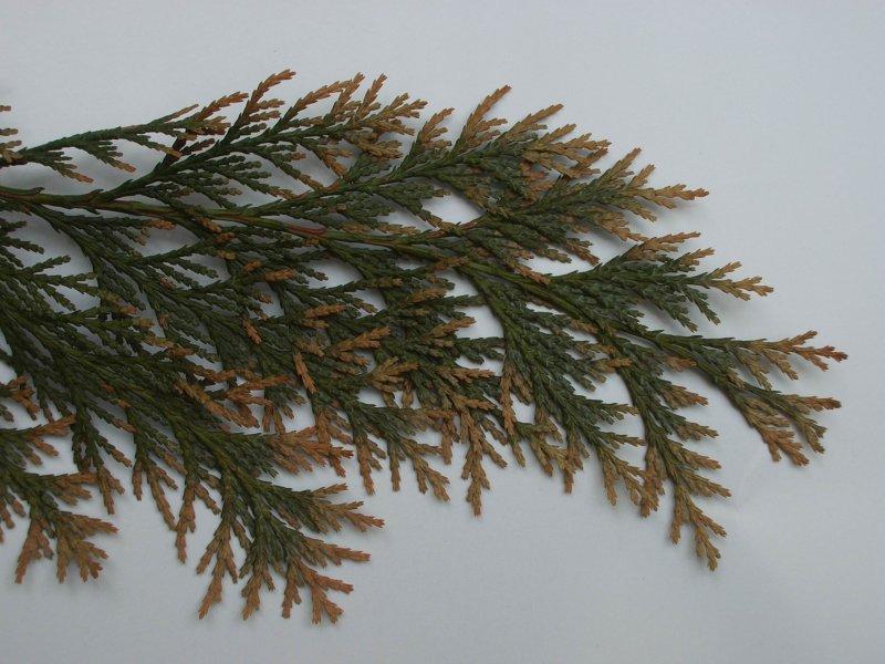 Hnědnutí listů jehličnanů