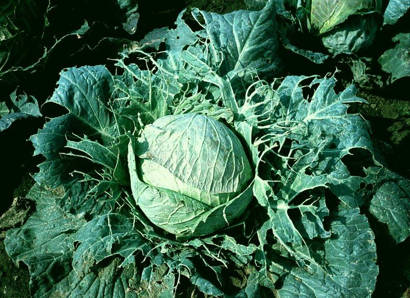 Housenky na rostlinách