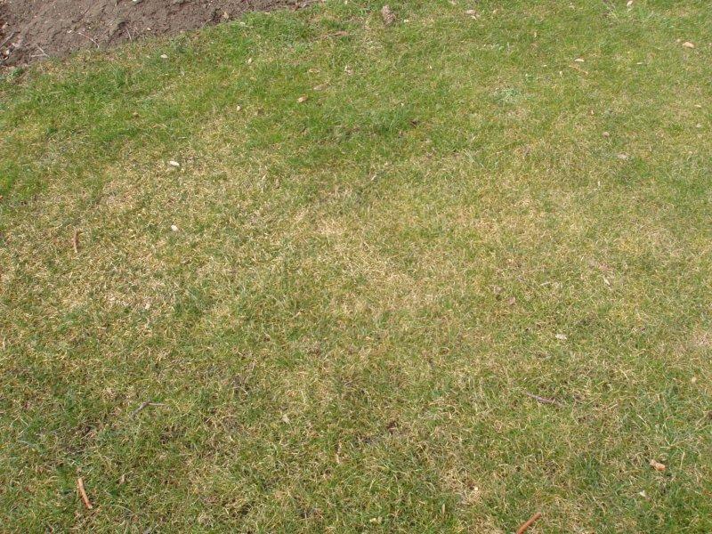 Likvidace plevelů a nežádoucí vegetace