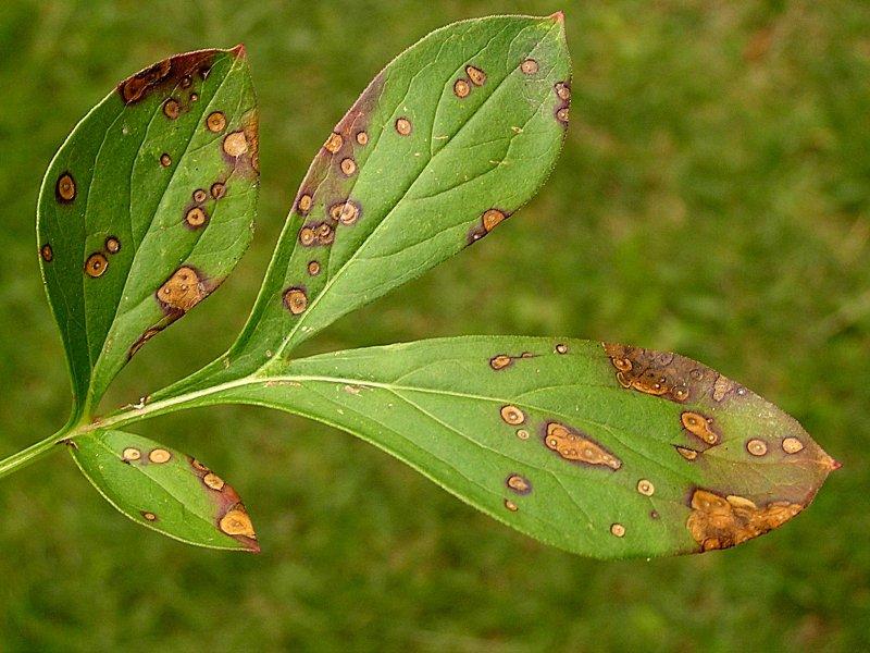 Listové skvrnitosti 