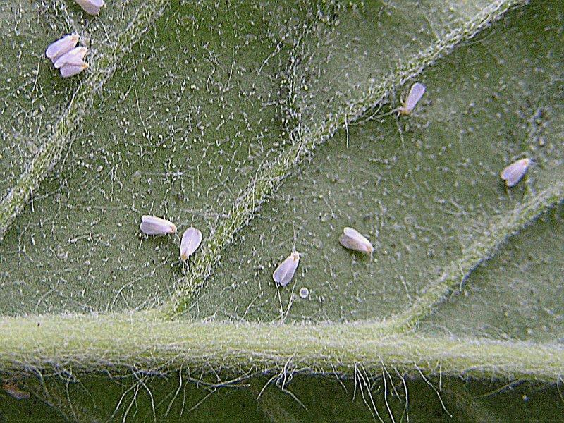 Molice na okrasných rostlinách