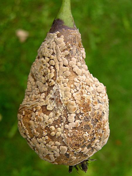 Moniliová hniloba plodů hrušně