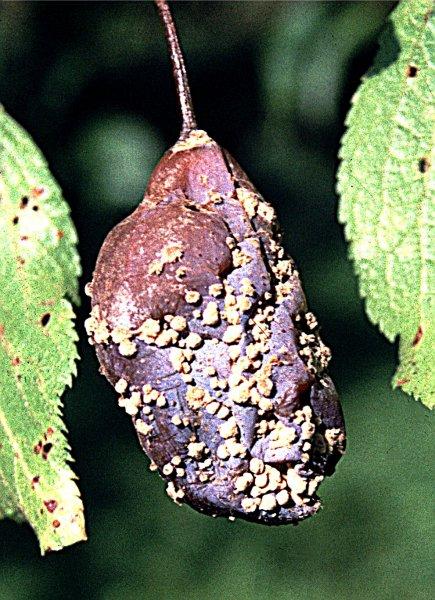 Moniliová hniloba plodů švestky