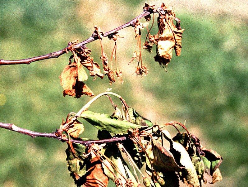 Moniliová spála květů peckovin (úžeh)