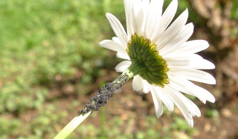 Mšice na okrasných rostlinách