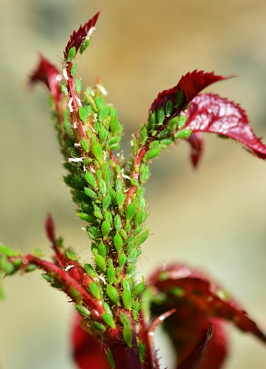 Škůdci jahod a drobného ovoce