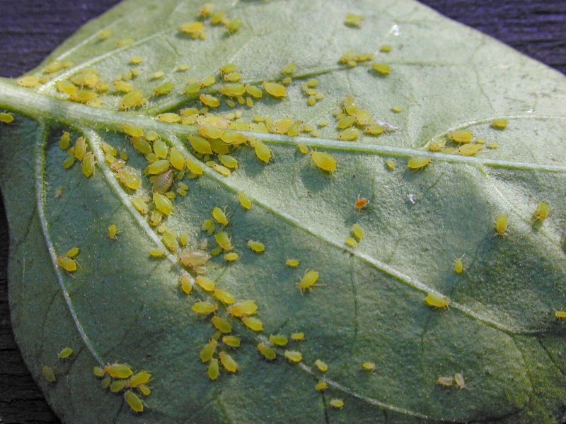 Mšice na ovocných stromech