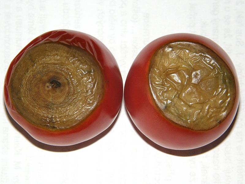 Nedostatek vápníku na rajčeti