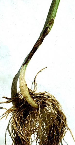 Padání kličních rostlin zeleniny