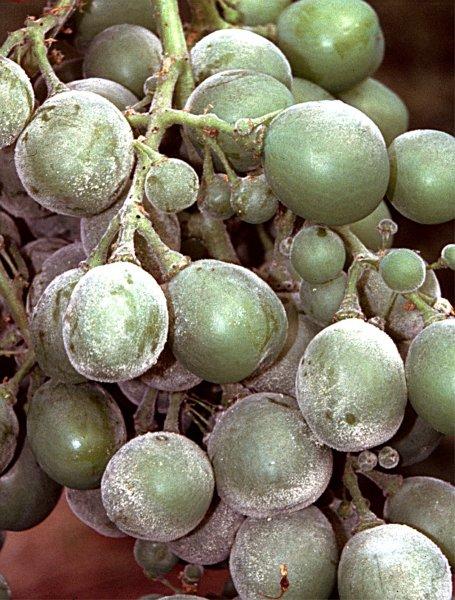 Ošetření révy vinné padlí a plíseň