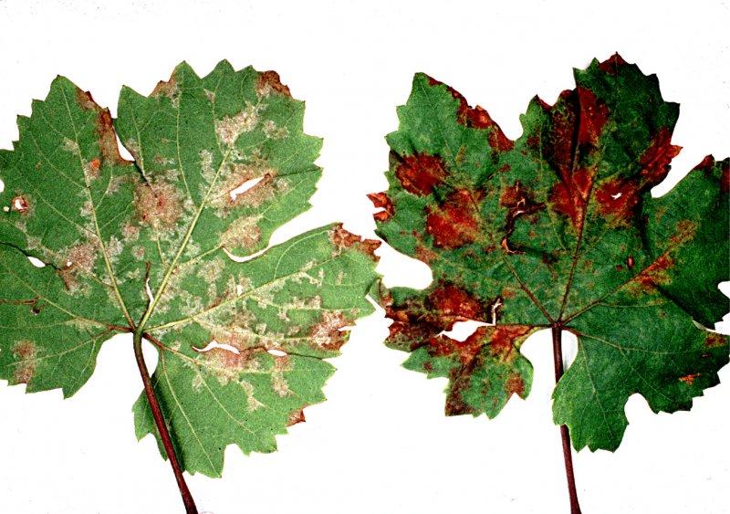 Plíseň révy vinné