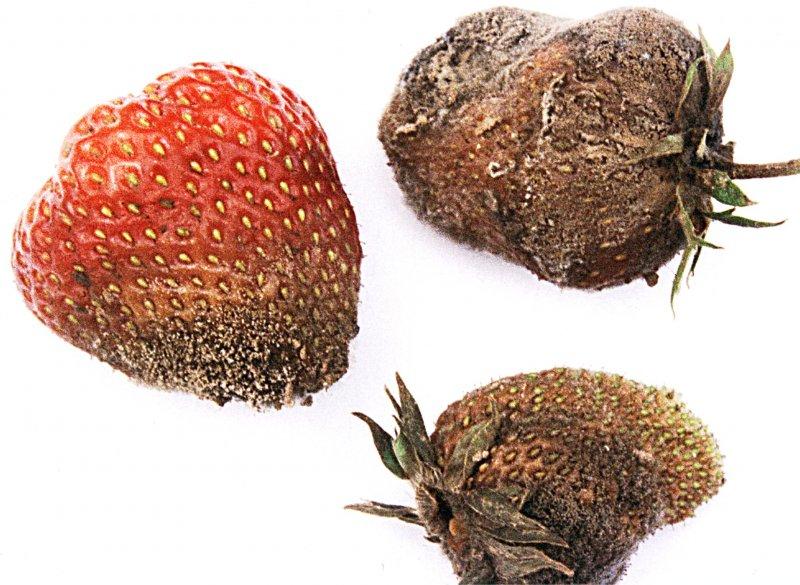 Choroby jahod a drobného ovoce