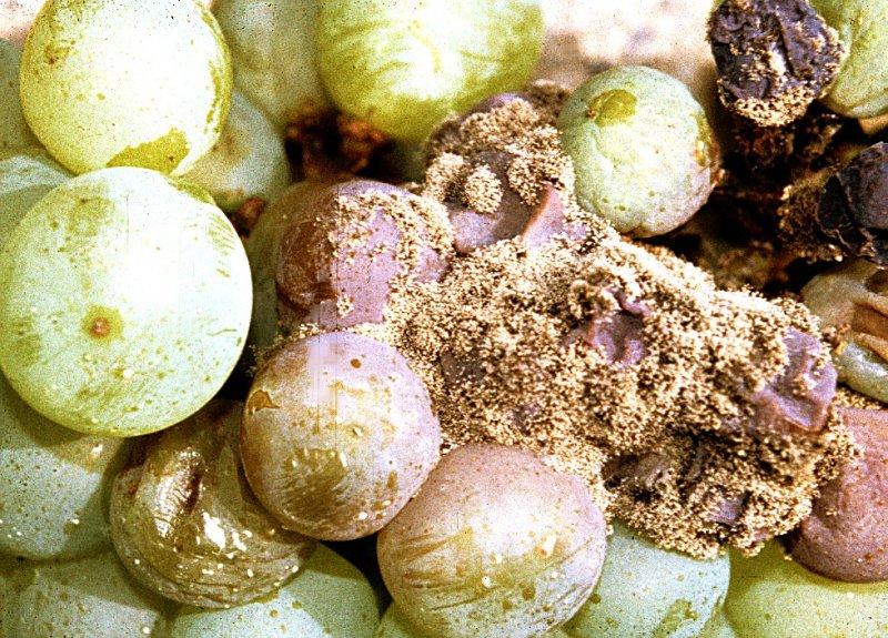 Šedá hniloba hroznů révy vinné