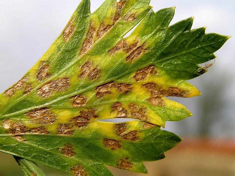 Septoriová skvrnitost na celeru