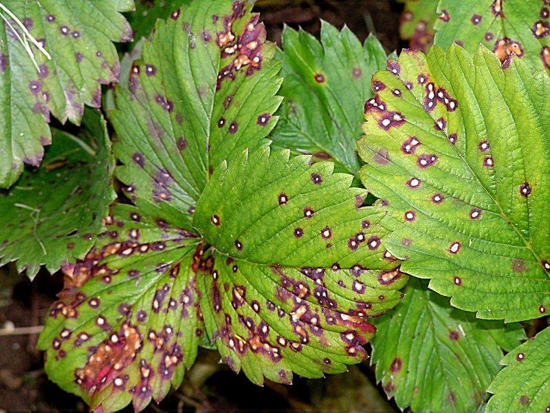 Skvrnitost listů jahodníku