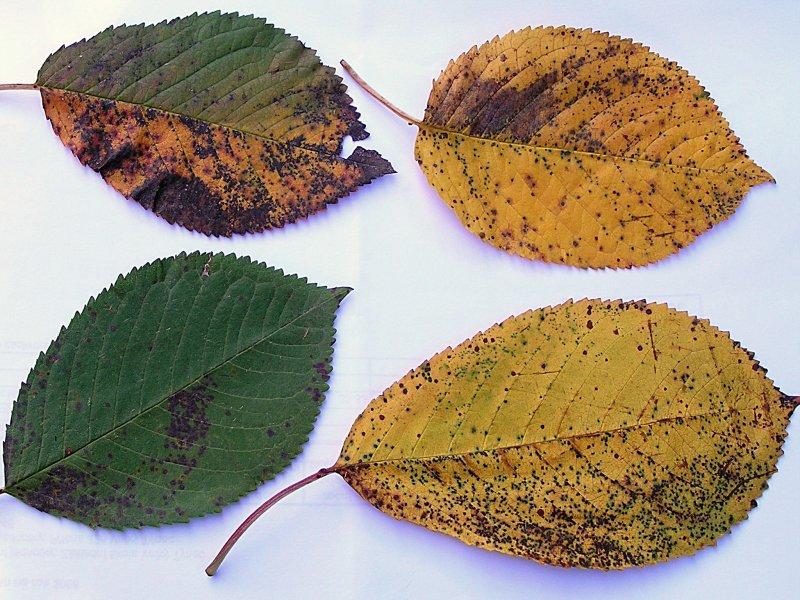 Skvrnitost listů třešně a višně