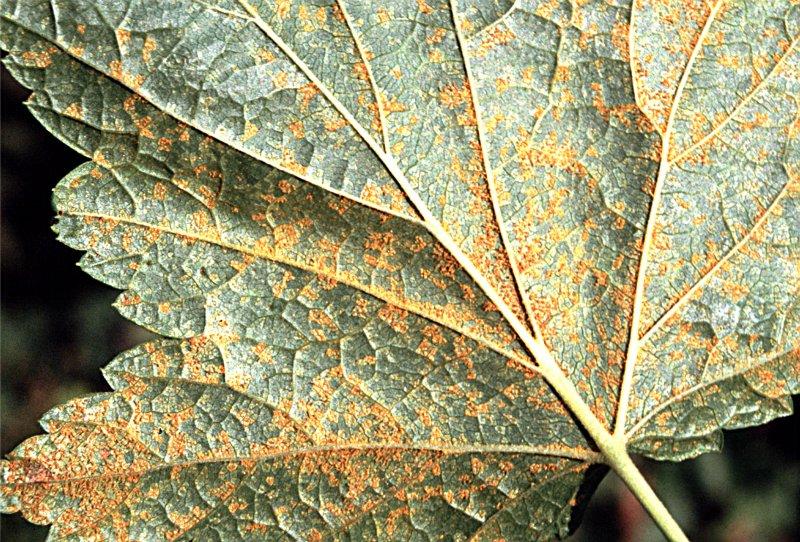 Sloupečková rzivost rybízu (rez vejmutovka)