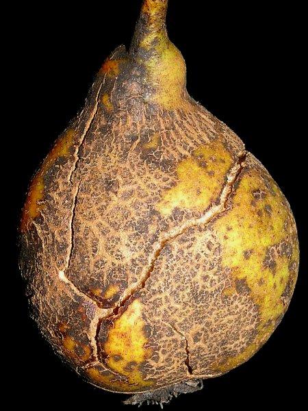 Strupovitost hrušně