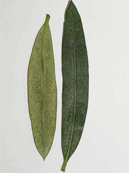 Sviluška na okrasných rostlinách nebo dřevinách