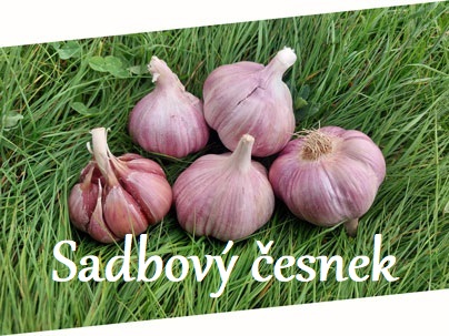 sadbový česnek