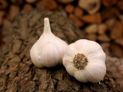Kozak Cesnek sadbovy Lukan sedobily ozimy nepalicak 4 cibule