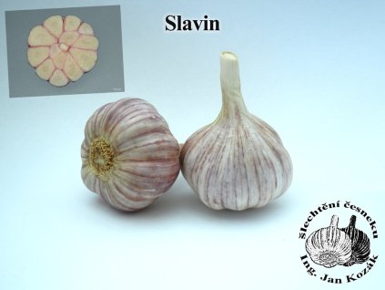 slavin12