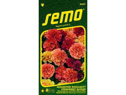 9507%20Aksamitn%C3%ADk%20STRAVBERRY%20BLONDE tagetes VS