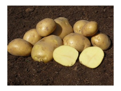 sadbove brambory sunita