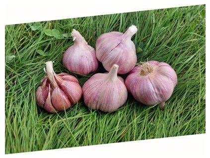 Kozak Cesnek sadbovy Skalka vyrazne fialovy ozimy palicak
