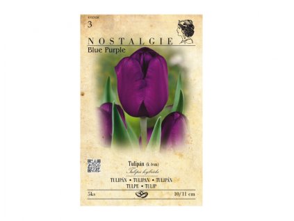 tulipan triumph purple nostalgie