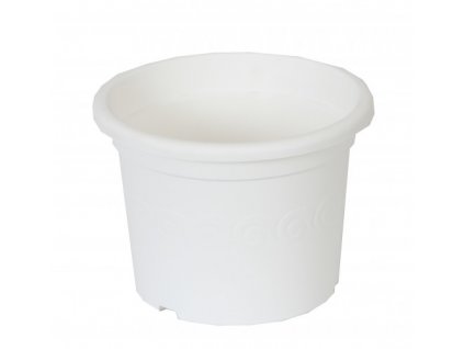 kvetinac narcis bila