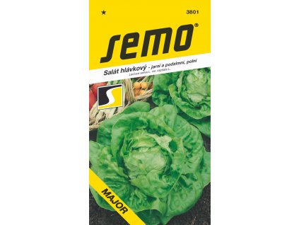 3801 salat hlavkovy MAJOR
