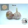 cesnek Slavin