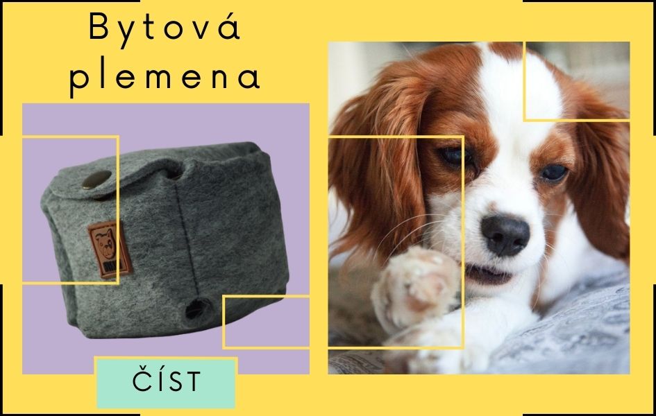 Poznáváme bytová plemena