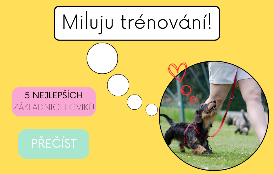 5 nejlepších cviků pro poslušnost a výcvik psa