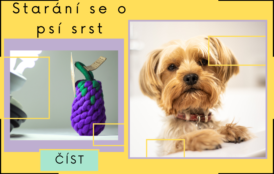 Jak se správně starat o psí srst