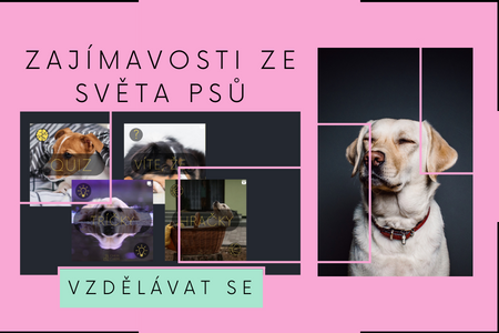 Zajímavosti ze světa psů