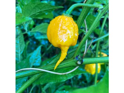 yellow carolina reaper pepper