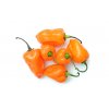 habanero peppers orange 1