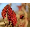 sumac plant