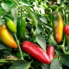 early jalapeno 750x750