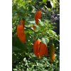 orange jalapenos