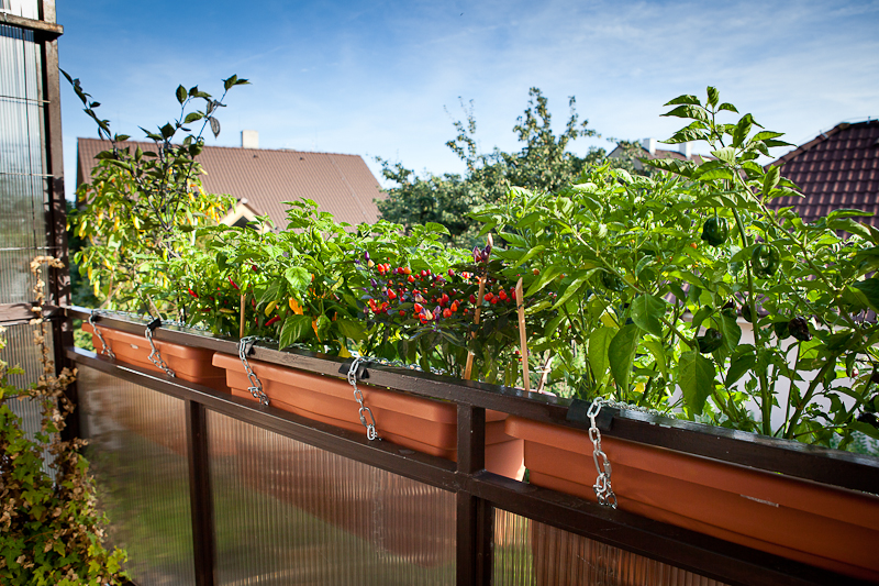 🌶️ Chili auf dem Balkon anbauen: Der komplette Leitfaden für Einsteiger