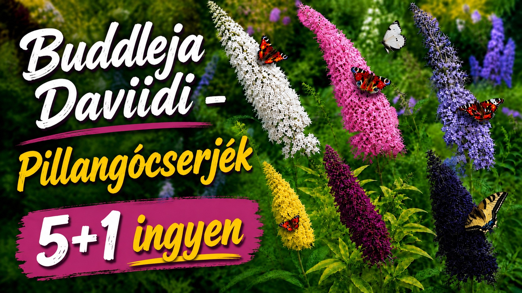buddleja