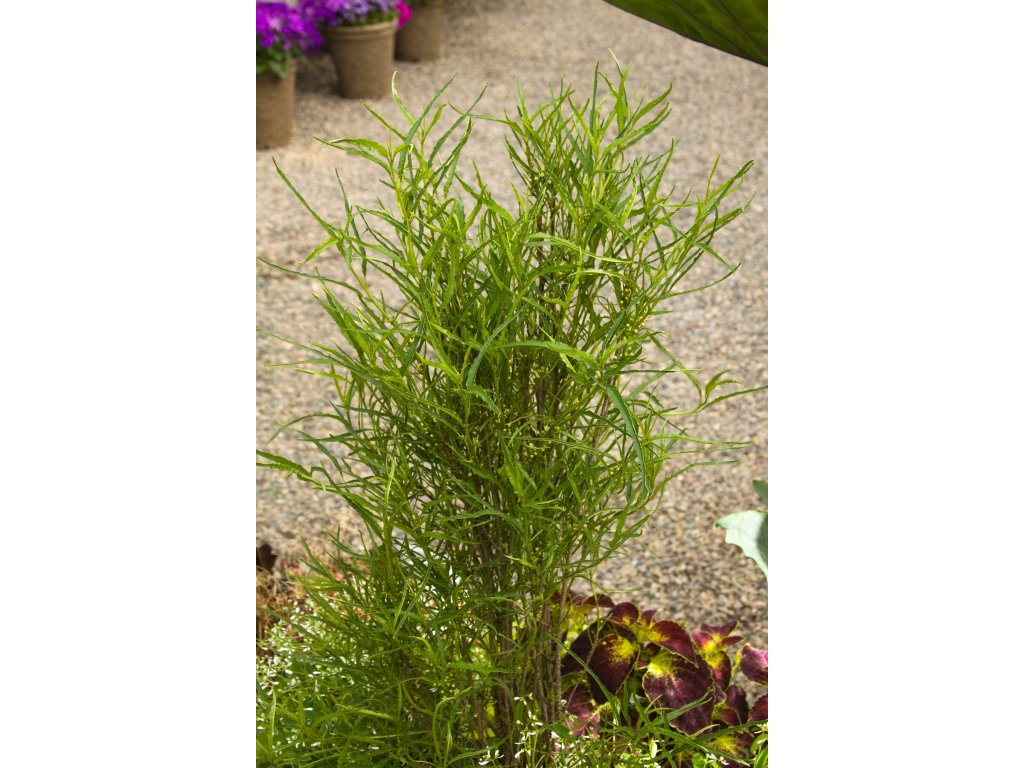 Krušina úzkolistá